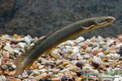 Полиптерус сенегальский (Polypterus senegalus) купить недорого в Москве |  Амигофиш