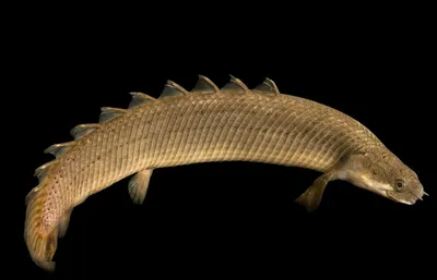 Полиптерус сенегальский альбинос Polypterus senegalensis / Прочие /  Аквариумные рыбки / КАТАЛОГ ТОВАРОВ / Аквадом - зоомагазин