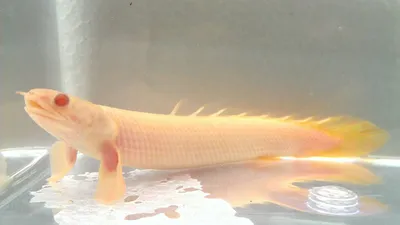 ПОЛИПТЕРУС СЕНЕГАЛЬСКИЙ 5-6см - Polypterus