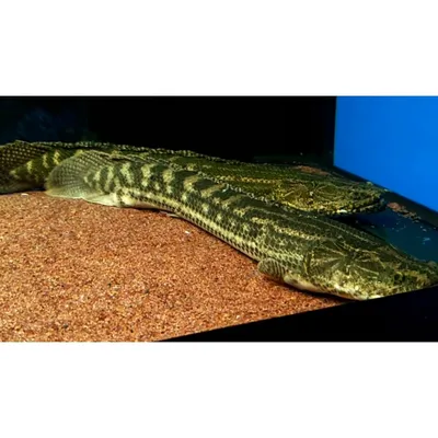 Полиптерус сенегальский (Polypterus senegalus) | Aquarium-Style