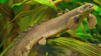 Полиптерус Лапради (Polypterus lapradii) - 12-13см