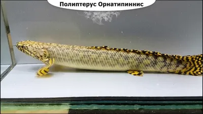 Полиптерус Дельгези (Polypterus delhezi) - YouTube