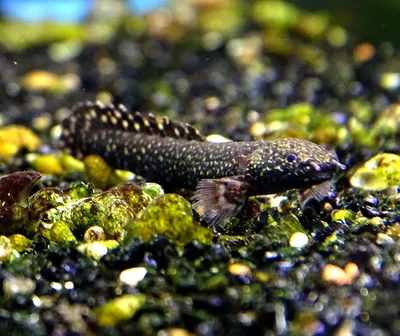 Купить Полиптеруса Дельхези (Polypterus delhezi) в Челябинске