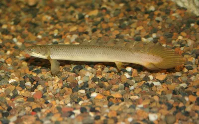 ПОЛИПТЕРУС СЕНЕГАЛЬСКИЙ АЛЬБИНОС 6-7см - Polypterus bichir albinotica