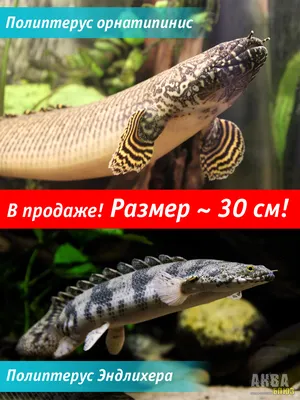 ПОЛИПТЕРУС СКЕКГАЛЬСКИЙ АЛЬБИНОС размер M/Polypterus senegalus var.albino/  | Зоомагазин \"Зоо сити\"