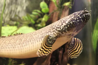 Полиптерус орнатипинис (Polypterus ornatipinnis) купить в Челябинске