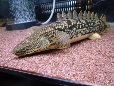 Polypterus, динозавр, доживший до наших дней | Аквариумные рыбки | Дзен