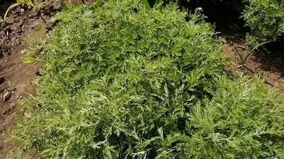 Полынь декоративная божье дерево Artemisia abrotanum в ландшафтном дизайне  фото | Посадка, Уход, Кустарники