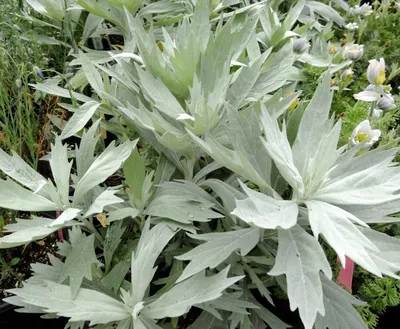Artemisia stelleriana 'Silver Brocade', Полынь Стеллера 'Силвер  Брокейд'|landshaft.info