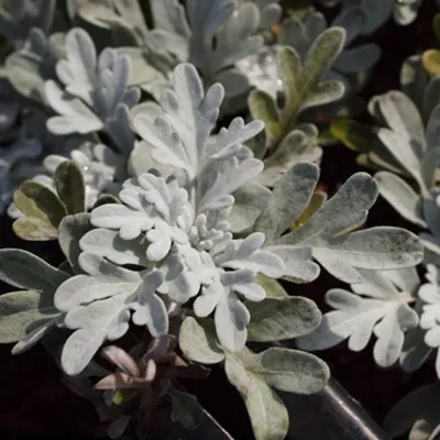 🌿 #Полынь Стеллера / #Artemisia stelleriana - 200 руб. 🌿 ✓ Декоративное и  лекарственное растение. ✓ Представляет … | Дикий сад, Лекарственные  растения, Кустарники