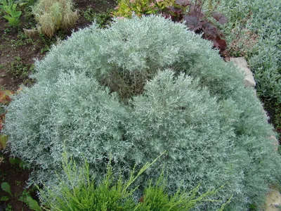 Мой серебряный сад – 10 растений с серебристыми листьями | Дизайн участка  (Огород.ru)