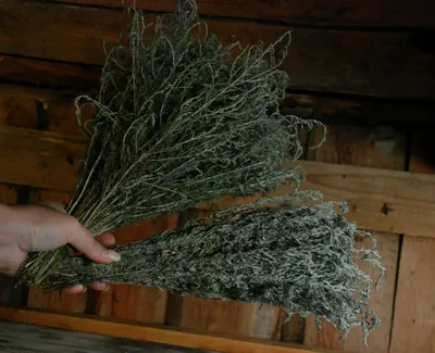 Купить Полынь Людовика Artemisia ludoviciana ⋆ интернет магазин