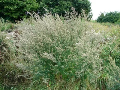 Полынь горькая - Полынь - GardenPlants