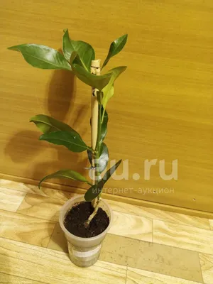 Дерево за 4000€ и уникальное белорусское помело – репортаж из лимонария  Ботанического сада
