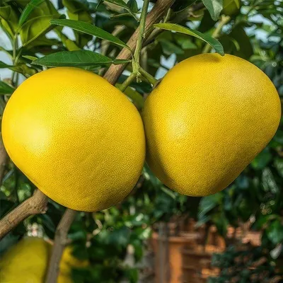 Царицынские оранжереи - Многие помело считают гибридом грейпфрута, однако,  это не так. Помело – самостоятельный фрукт, который затем скрестили с  апельсином , чтобы в дальнейшем получить грейпфрут. #царицыно #оранжерея  #царицыно_москва #помело #фрукт ...