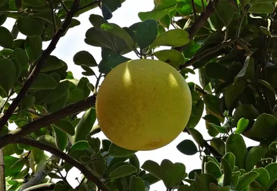 Помело (Citrus grandis) - PictureThis
