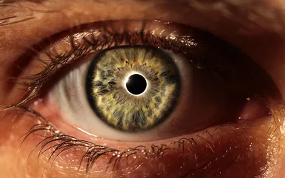 Можно ли изменить цвет глаз с помощью хирургии?» — Яндекс Кью