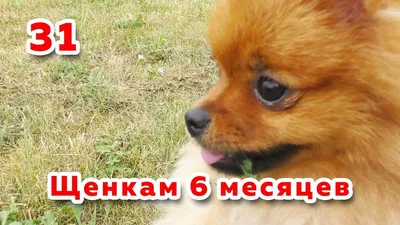 Spitz puppies 5 months the long-Awaited meeting - YouTube