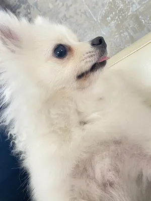 Померанский Шпиц / Pomeranian ❤️ | Красивая девочка, миниарный шпиц,  возраст 4 месяца, окрас оранж