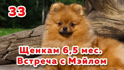 Мальчик померанского шпица, 2, 5 мес, будет до 2, 5 кг