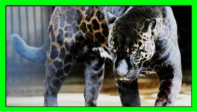 Тигр (Panthera tigris) » Magnus Felidae (Великие Кошачьи) - красота и  превосходство!