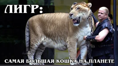 Лев и тигрица принесли удивительное потомство в Ростовской области