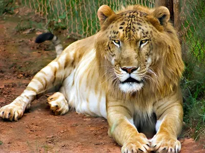 10 самых невероятных гибридов животных (ФОТО) | УНИАН