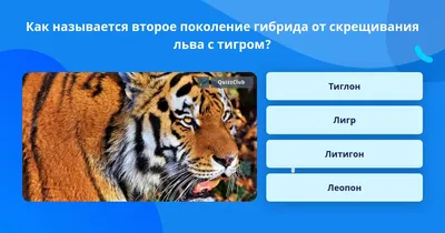 Тигр (Panthera tigris) » Magnus Felidae (Великие Кошачьи) - красота и  превосходство!