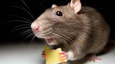 Что делать если в квартире завелась крыса? Куда обращаться и какие  предпринимать меры.