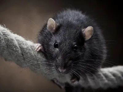В Пензе ТСЖ оштрафовали за крысиный помет