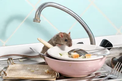 Для чего нужны Пасюки в разведении декоративных крыс? | #Rat66