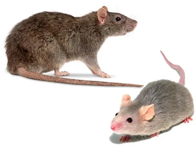 Какие болезни передаются человеку от крыс и мышей?