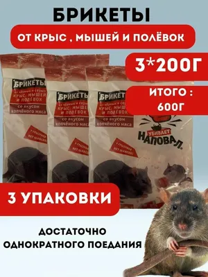 Крысята Дамбо МОСКВА 🐀🐁🐀❤️ (@rats_home_lovely_moscow_dumbo) • Instagram  photos and videos