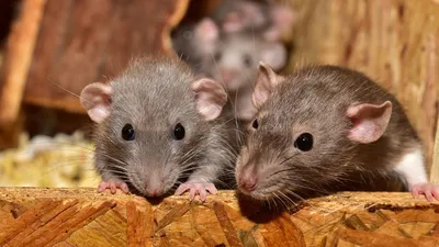 Огромные крысы захватили город в Великобритании - KP.RU