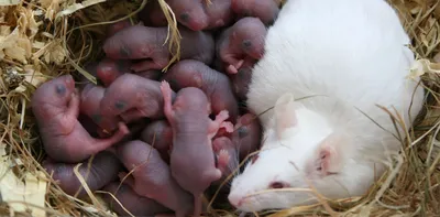 Как избавиться от крыс на огороде рассказали эксперты | Стайлер