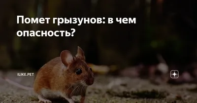 Как выглядит мышиный помет? | Форумы о попугаях Parrots.ru