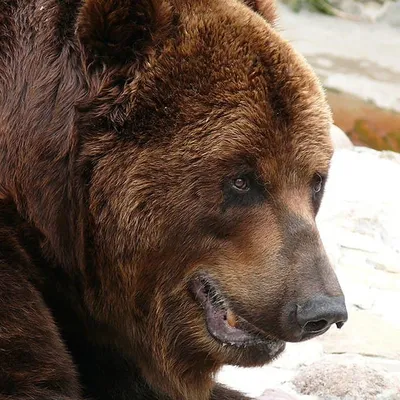 Ученые выяснили, что помет медведя обладает необычными свойствами | Пикабу