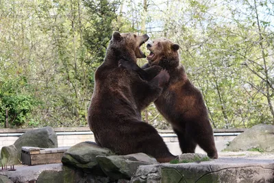 О медведях, как о чертях, можно рассказывать бесконечно и занятно...\":  shpilenok — LiveJournal - Page 5