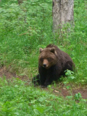Камчатцам рекомендуют не посещать леса из-за возбуждённых медведей, ищущих  самок - Новости Сахалинской области - astv.ru
