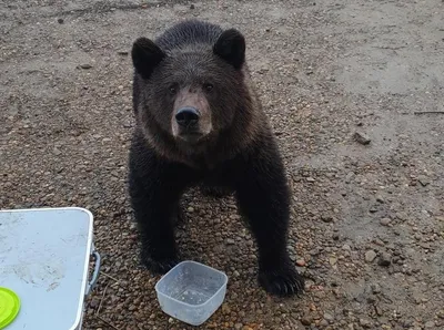 Конфликт с медведем на Барылласе | Русский охотничий портал | Дзен