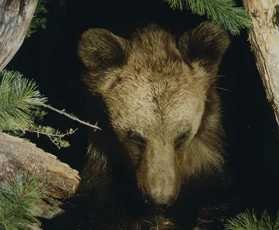 В Литву возвращаются медведи: один из них даже перезимовал в нашей стране -  Delfi RU