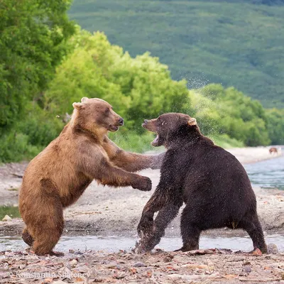 Медведи – наши соседи - Русский охотничий портал