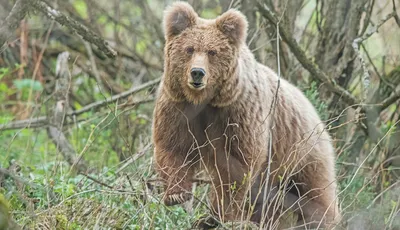 Медведь украл у сочинки козу и оставил кучу помета - Новости Сочи