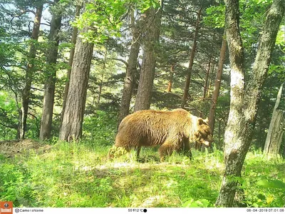 В этом году в Эстонии можно будет отстрелять 96 медведей