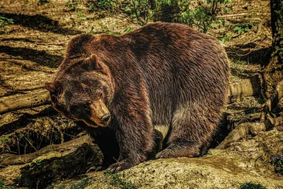 Бурая медведица — Зоопарк Садгород