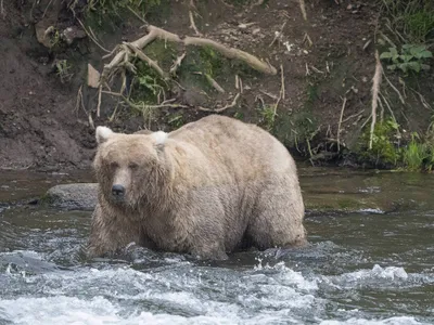 Не берите в лес шпица: 5 правил в картинках, которые реально спасут от  медведя - Новости Сахалинской области - astv.ru