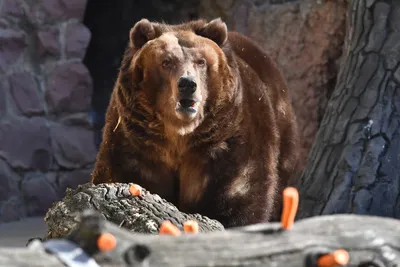 У Пуловского леса заметили следы медведя