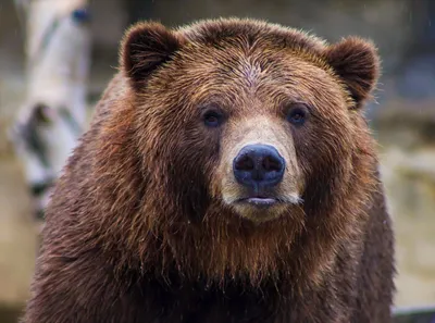На Урале медведь забрался в огород и съел все яблоки. 24 сентября 2020 года  - 24 сентября 2020 - e1.ru