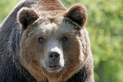 Если вы не видите медведя, это не значит, что его рядом нет - Статьи и  репортажи РГО