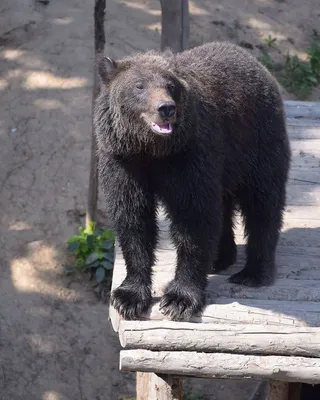 Что делать, если... медведь